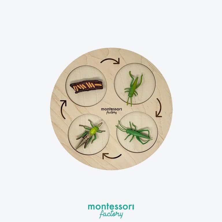 Montessori Factory 4-Stages Life Cycle Tray Grasshopper