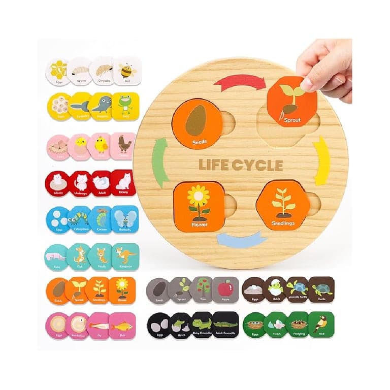 Woodtoe Life Cycle Toys for Kids