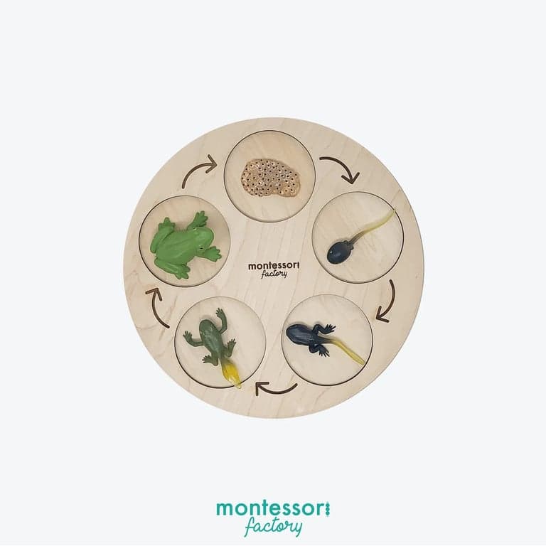 Montessori Factory 4-Stages Life Cycle Tray Frog
