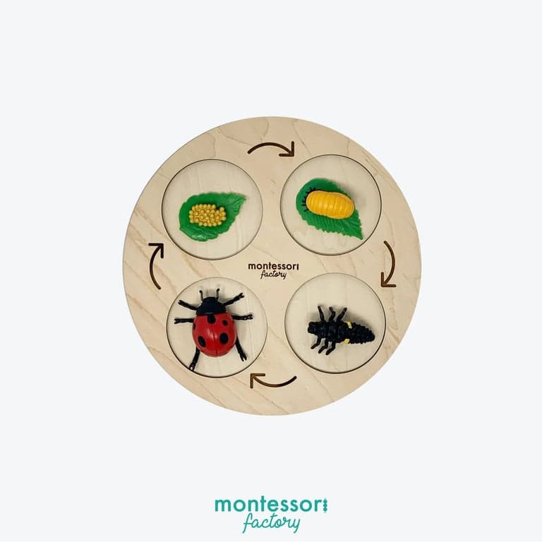 Montessori Factory 4-Stages Life Cycle Tray Ladybug