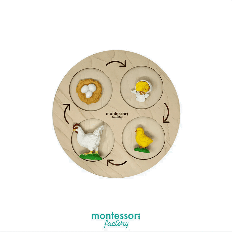 Montessori Factory 4-Stage Tray Life Cycle of a Chicken Hen