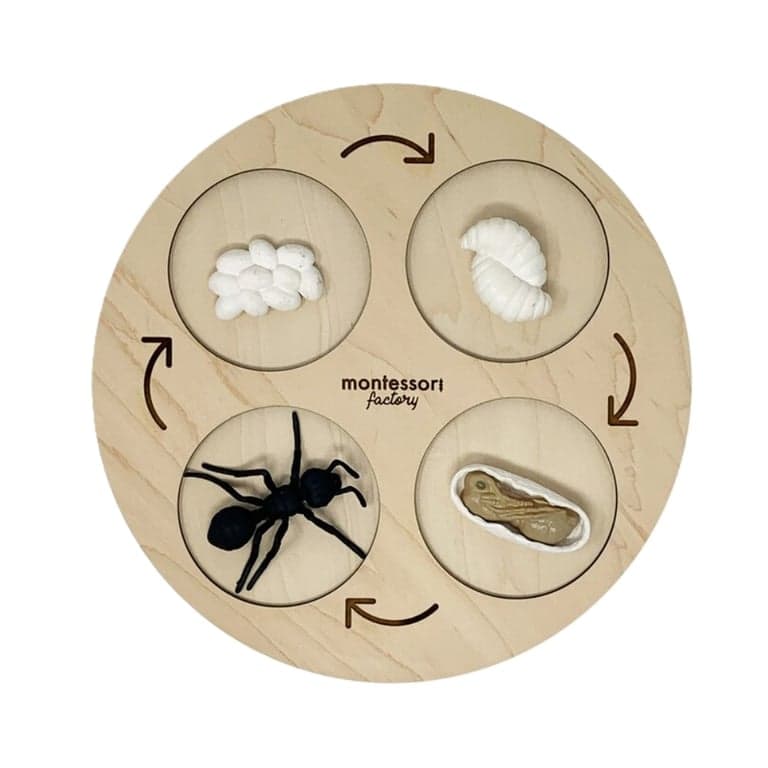 Montessori Factory Life Cycle Tray 4 Stages Black Ant